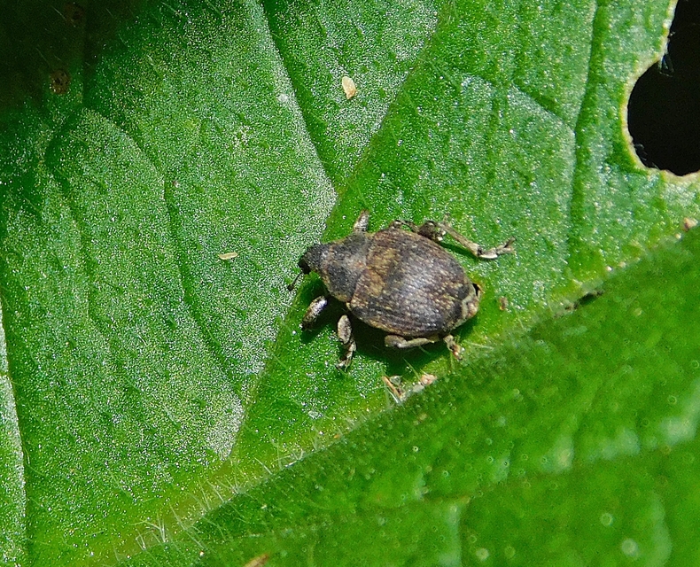 Glocianus