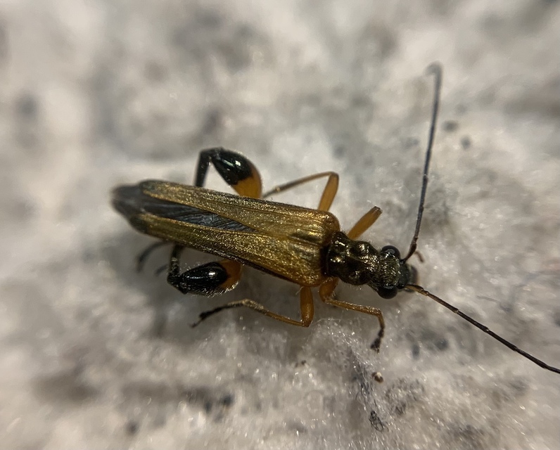 Oedemera podagrariae - székfű-álcincér