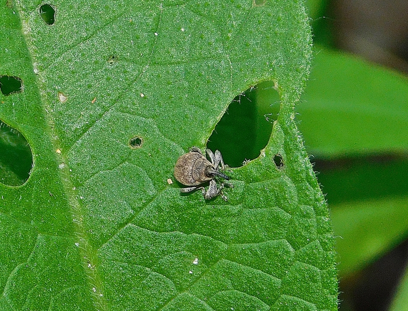 Glocianus