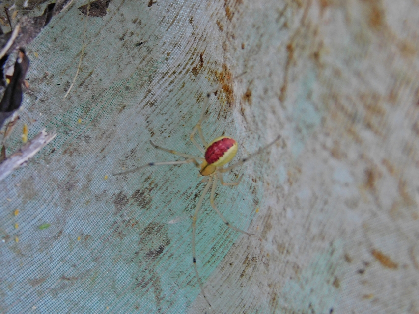 Enoplognatha ovata - vonalas törpepók