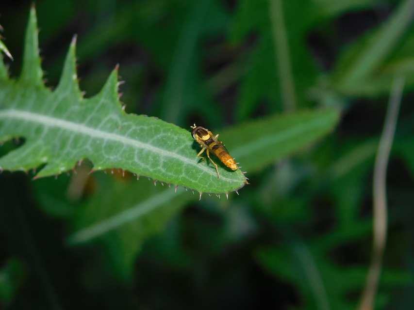 Sphaerophoria