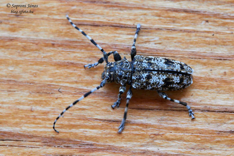 Aegomorphus clavipes - tarka cincér Aegomorphus clavipes - tarka cincér