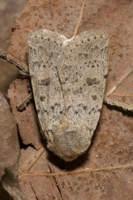 Hoplodrina respersa - bogáncs-selymesbagoly