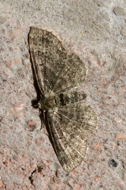 Pasiphila rectangulata - almavirág-araszoló