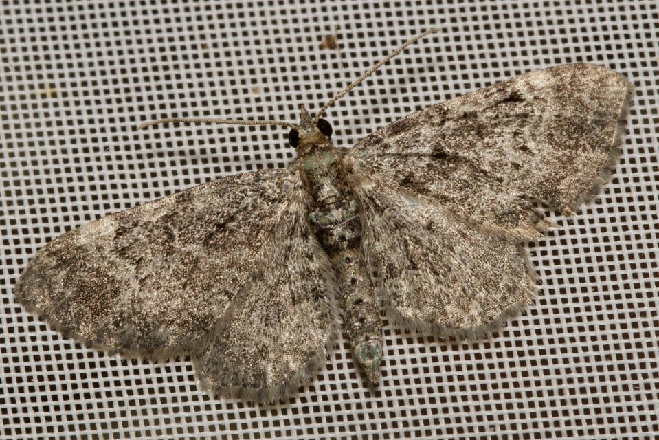 Pasiphila rectangulata - almavirág-araszoló
