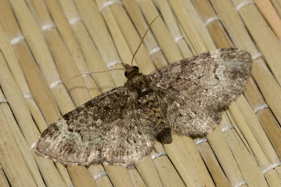Pasiphila rectangulata - almavirág-araszoló