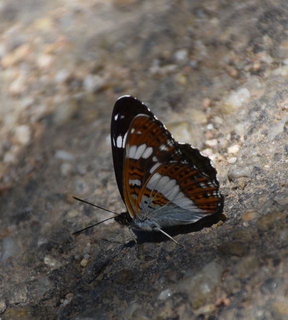 Limenitis camilla - kis lonclepke
