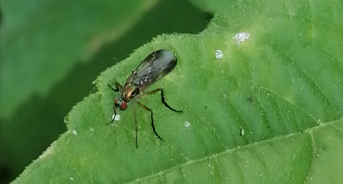 Dolichopodidae - szúnyoglábú legyek