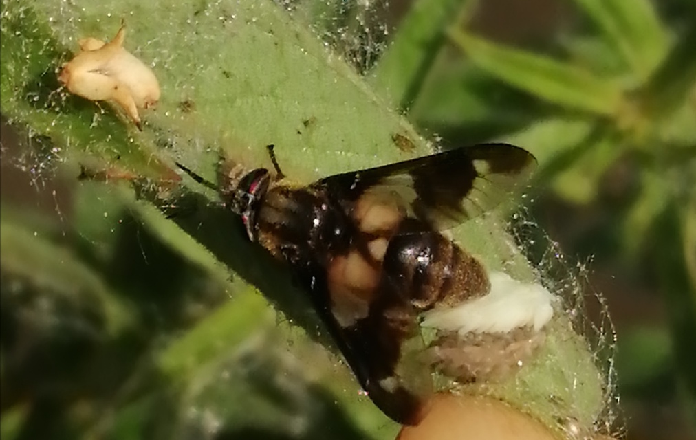 Chrysops