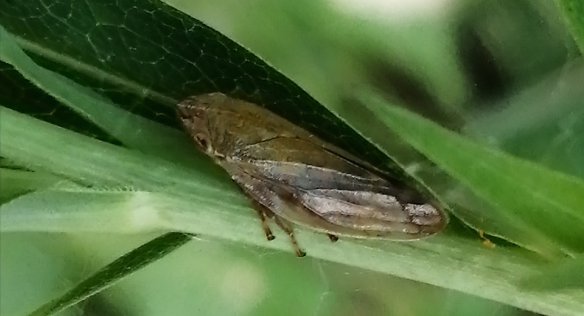 Aphrophora salicina