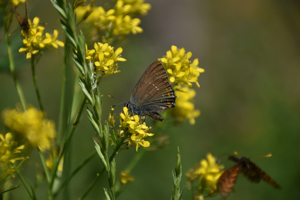 Satyrium ilicis - tölgyfa-csücsköslepke