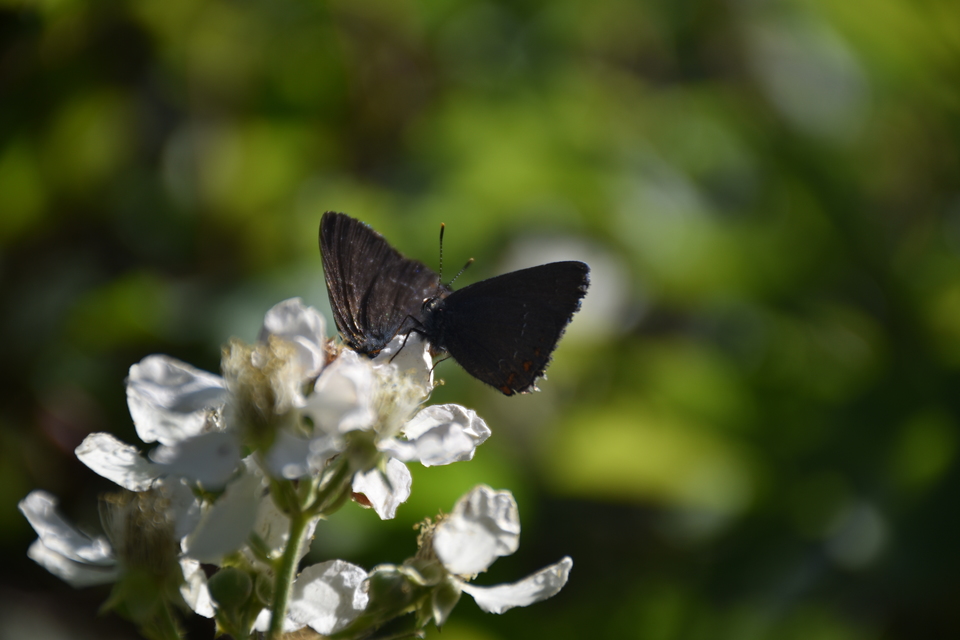 Satyrium ilicis - tölgyfa-csücsköslepke