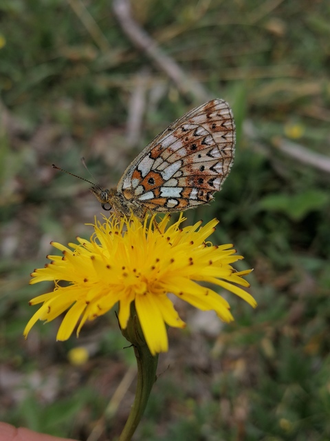 Boloria selene - fakó gyöngyházlepke