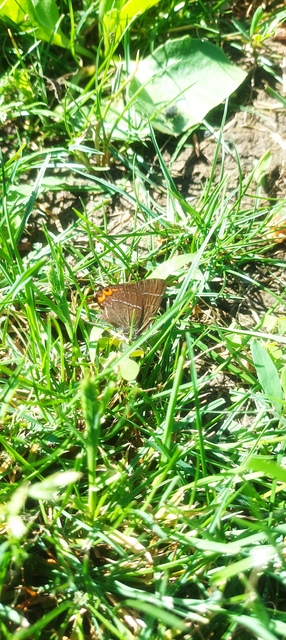 Satyrium w-album - szilfa-csücsköslepke