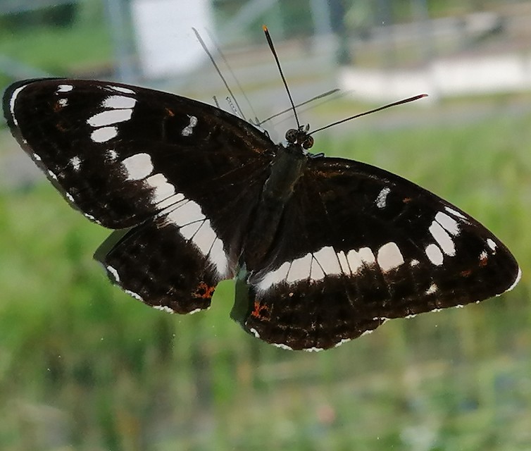 Limenitis camilla - kis lonclepke