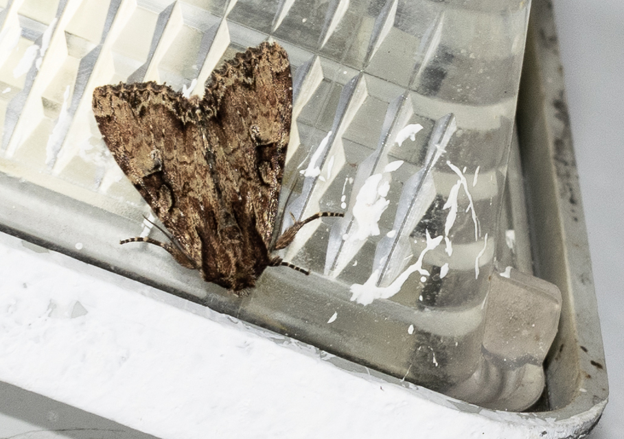 Apamea epomidion - vörösbarna dudvabagoly