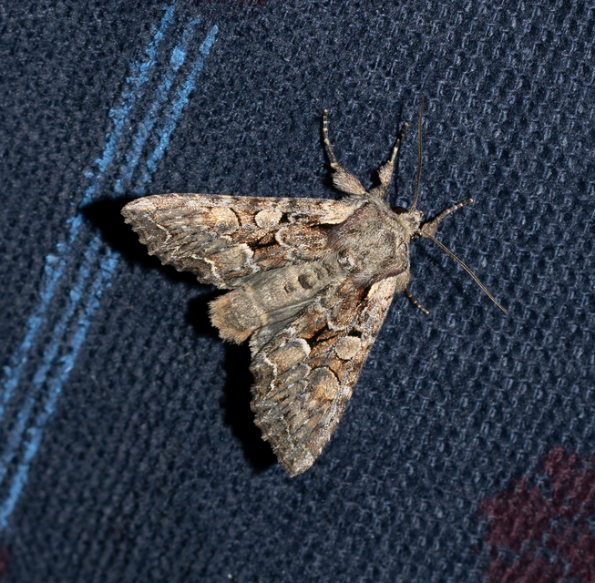 Lacanobia thalassina - borbolya-kertibagoly