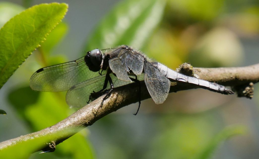 Libellula fulva - kisfoltos laposacsa