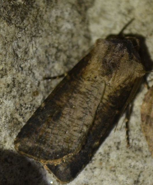 Agrotis clavis - zömök földibagoly