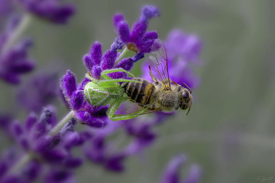 Heriaeus graminicola/hirtus