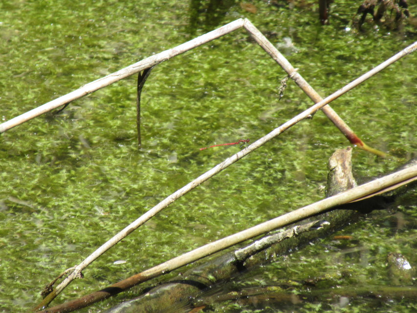 Pyrrhosoma nymphula interposita - vörös légivadász