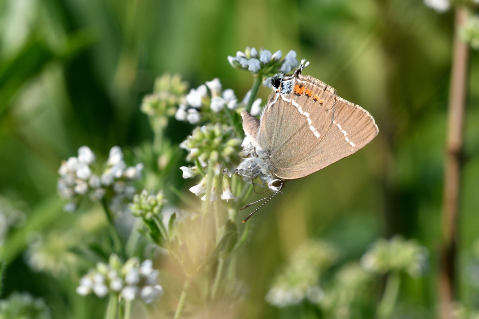 Satyrium spini - kökény-csücsköslepke