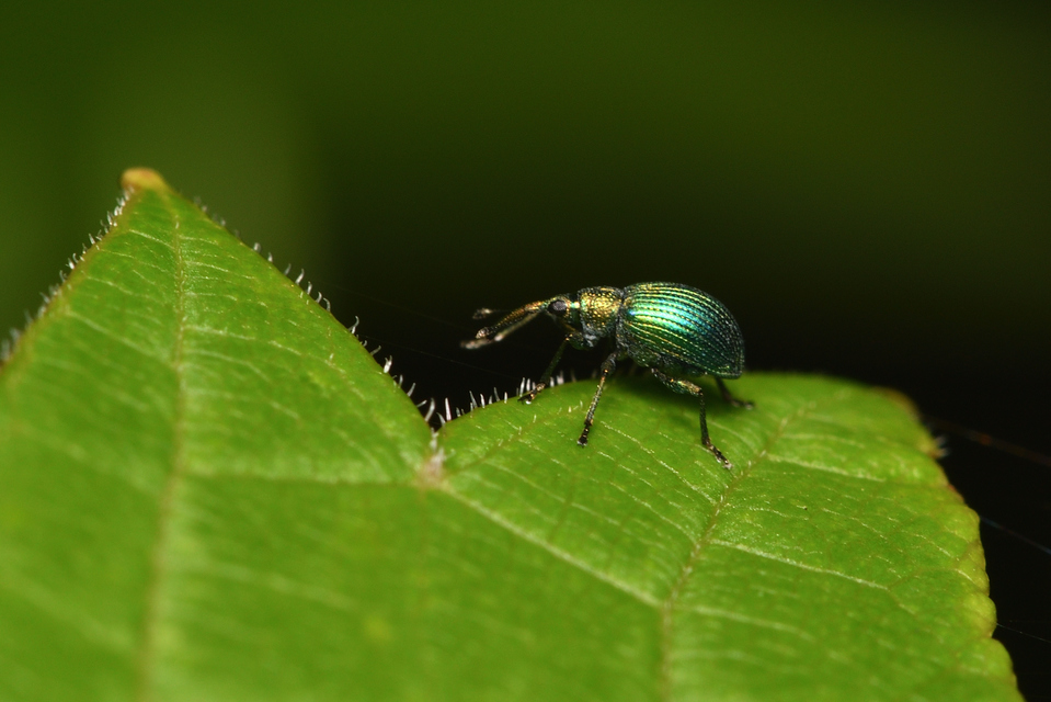 Pseudoprotapion
