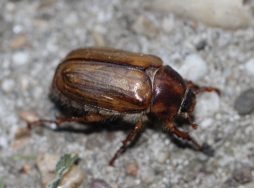 Amphimallon solstitiale - bordás sárgacserebogár