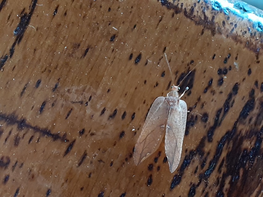 Drepanepteryx phalaenoides