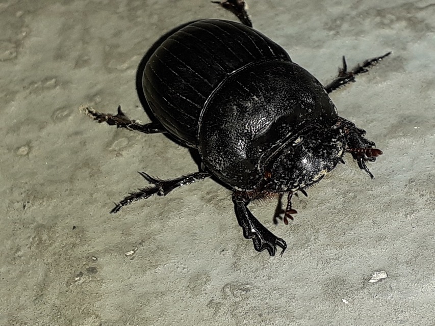 Copris lunaris - közönséges holdszarvú-ganéjtúró