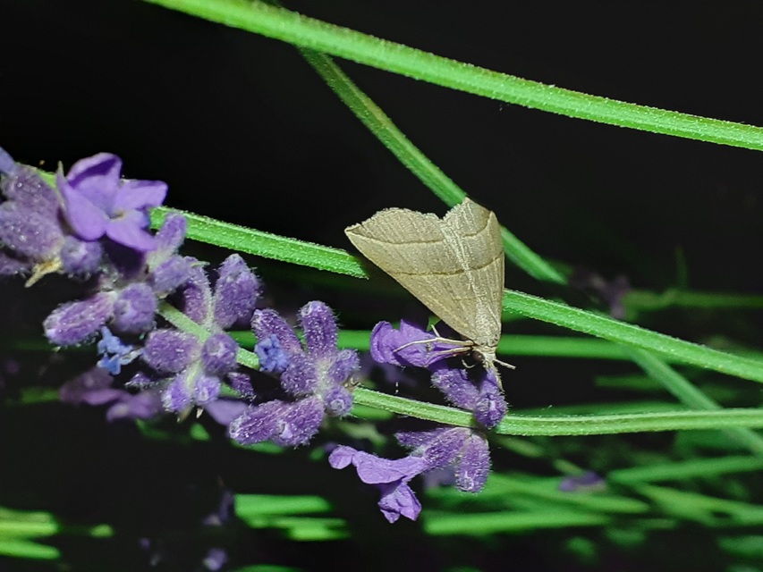 Colobochyla salicalis - háromsávos törpebagoly