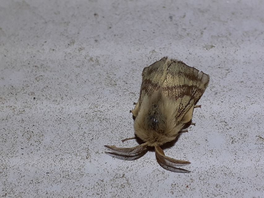 Malacosoma castrensis - kutyatejszövő