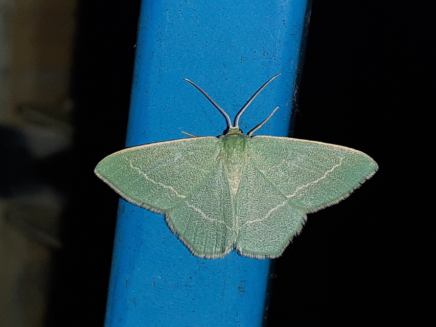 Chlorissa viridata - üdezöld araszoló