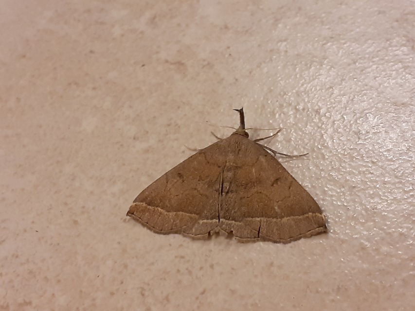 Pechipogo plumigeralis - tollascsápú karcsúbagoly