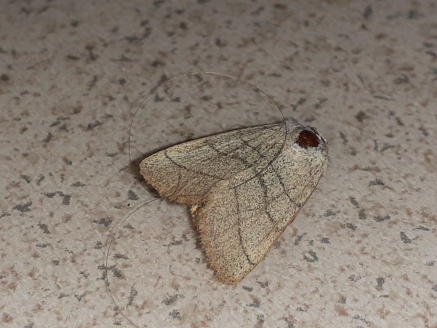 Charanyca trigrammica - háromsávos lombbagoly