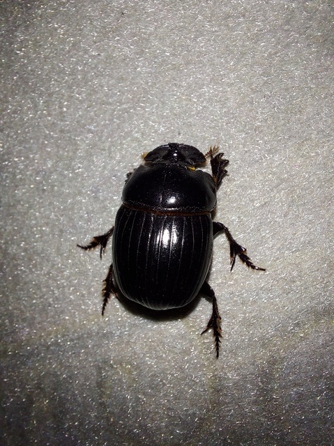 Copris lunaris - közönséges holdszarvú-ganéjtúró