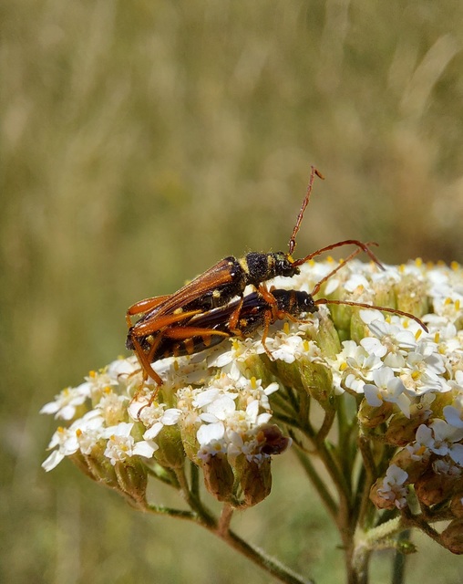 Stenopterus flavicornis - sárgacsápú keskenyfedőscincér