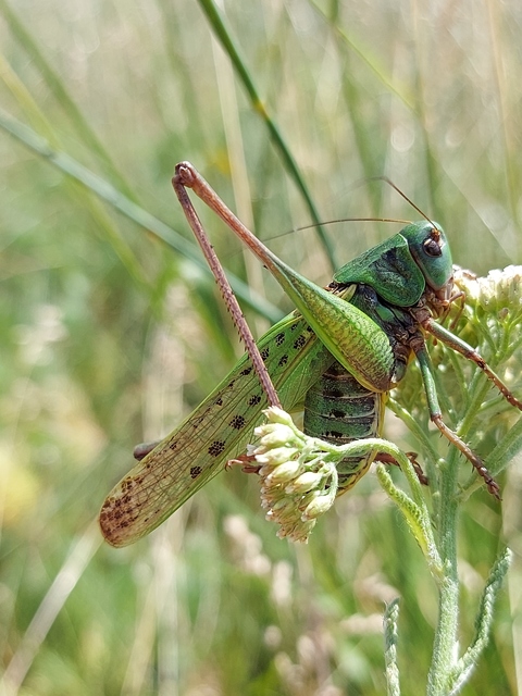 Decticus verrucivorus - szemölcsevő szöcske