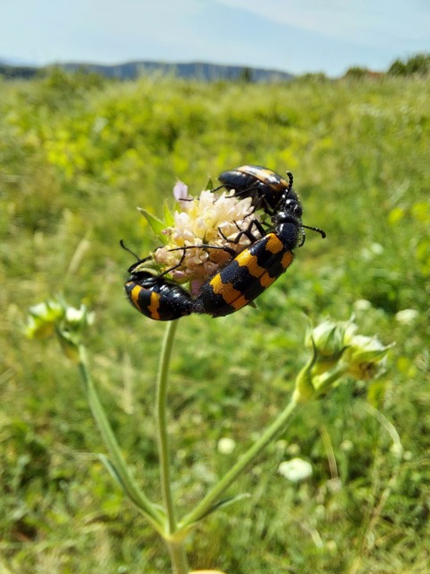 Mylabris variabilis - szalagos hólyaghúzó Mylabris variabilis - szalagos hólyaghúzó