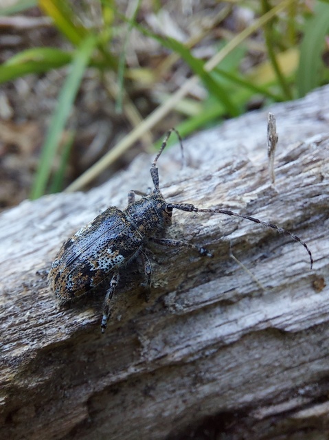 Mesosa nebulosa - ködfoltos cincér