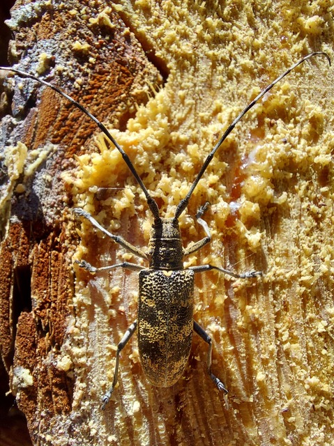 Monochamus galloprovincialis pistor - foltos fenyvescincér