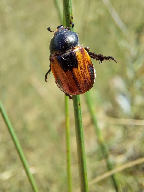 Anisoplia austriaca - osztrák szipoly