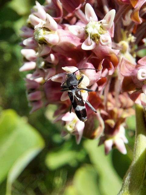 Chlorophorus figuratus - rajzos darázscincér