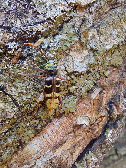 Plagionotus detritus - sárgafarú darázscincér