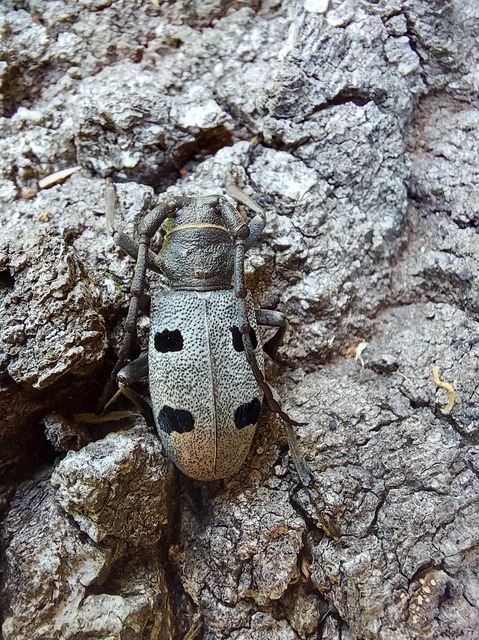 Morimus asper funereus - gyászcincér