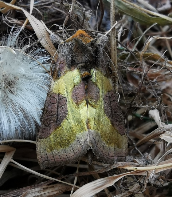 Diachrysia chrysitis/stenochrysis