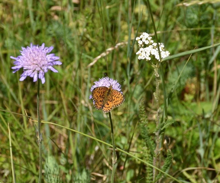 Boloria selene - fakó gyöngyházlepke