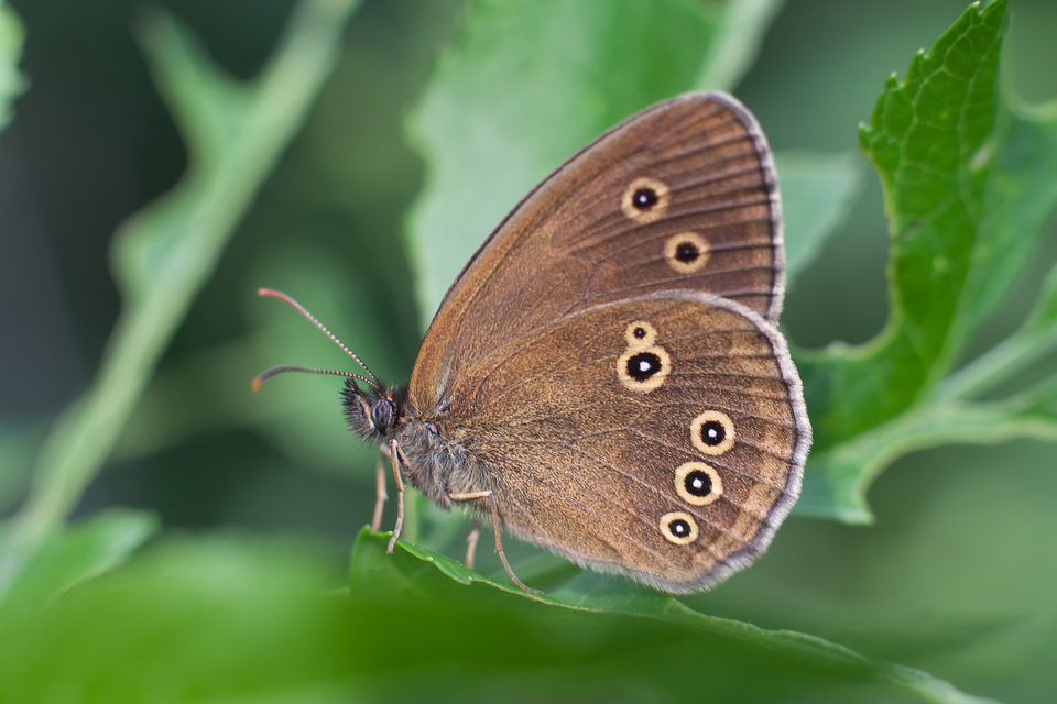 Aphantopus hyperanthus - közönséges ökörszemlepke