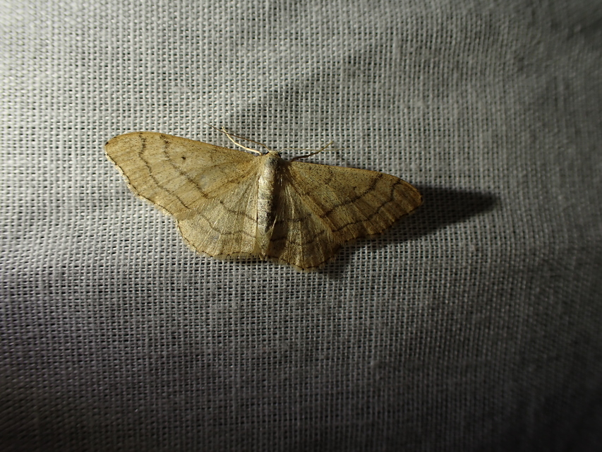 Idaea aversata - nagy sávosaraszoló