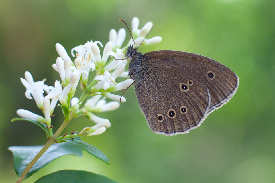 Aphantopus hyperanthus - közönséges ökörszemlepke